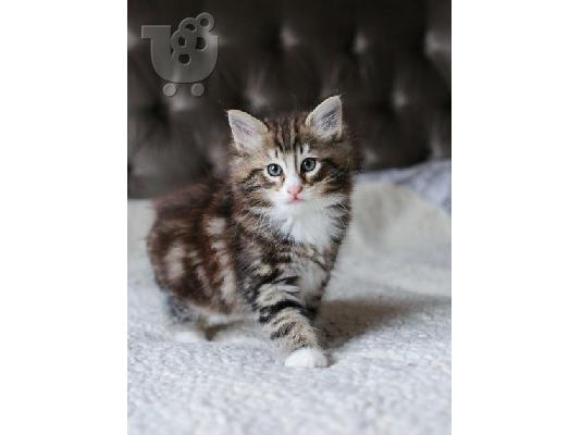 PoulaTo: Νορβηγικά δάση X Ragdoll Kittens